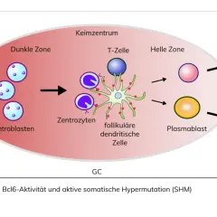 Schema der B-Zell-Entwicklung im Keimzentrum, von naiven B-Zellen über Zentroblasten und Zentrozyten zu Plasmazellen und B-Gedächtniszellen. Dies ist relevant für das Verständnis von B-Zell-Lymphomen.