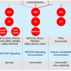 Schema zur Klassifizierung von DLBCL-Subtypen mit genetischen Merkmalen, biologischen Prozessen und Prognose.