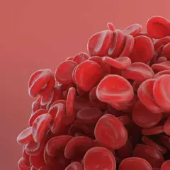 Rote Blutkörperchen, die an eine gesunde Blutbildung erinnern. Erste Reblozyl Erfahrungen sind vielversprechend.
