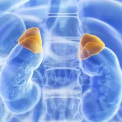 Darstellung der Nebennieren, die bei einem Kind mit Neuroblastom betroffen sein können.