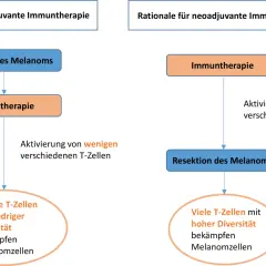 Schema vergleicht adjuvante und neoadjuvante Immuntherapie bei Melanomen. Adjuvant: Resektion, dann Immuntherapie, aktiviert wenige T-Zellen.