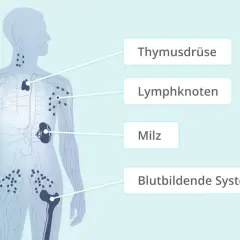 Das Lymphsystem mit Thymusdrüse, Lymphknoten, Milz und blutbildendem System. Hier können sich Erkrankungen wie das non-Hodgkin-Lymphom entwickeln.