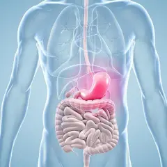 Magenkrebs Operation: Darstellung des menschlichen Verdauungssystems mit hervorgehobenem Magen.