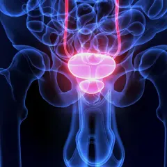 Anatomische Darstellung des Beckens mit Harnblase und Harnleitern, relevant für die S3-Leitlinie Harnblasenkarzinom.