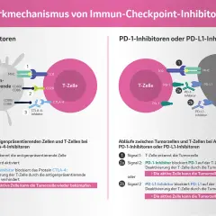 Schema zeigt, wie PD-L1 Immuntherapie T-Zellen aktiviert, um Tumorzellen zu bekämpfen.
