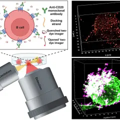 Immuntherapie: B-Zelle mit Anti-CD20-Antikörpern markiert, zeigt die Anwendung bei Krebsarten. 3D-Mikroskopie visualisiert die Zellreaktion.