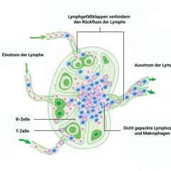 Schema eines Lymphknotens: Einstrom und Ausstrom von Lymphe, B- und T-Zellen, Makrophagen. Die Lymphknoten-Histologie zeigt die Filterfunktion.