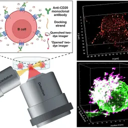 Immuntherapie: B-Zelle mit Anti-CD20-Antikörpern markiert, zeigt die Anwendung bei Krebsarten. 3D-Mikroskopie visualisiert die Zellreaktion.