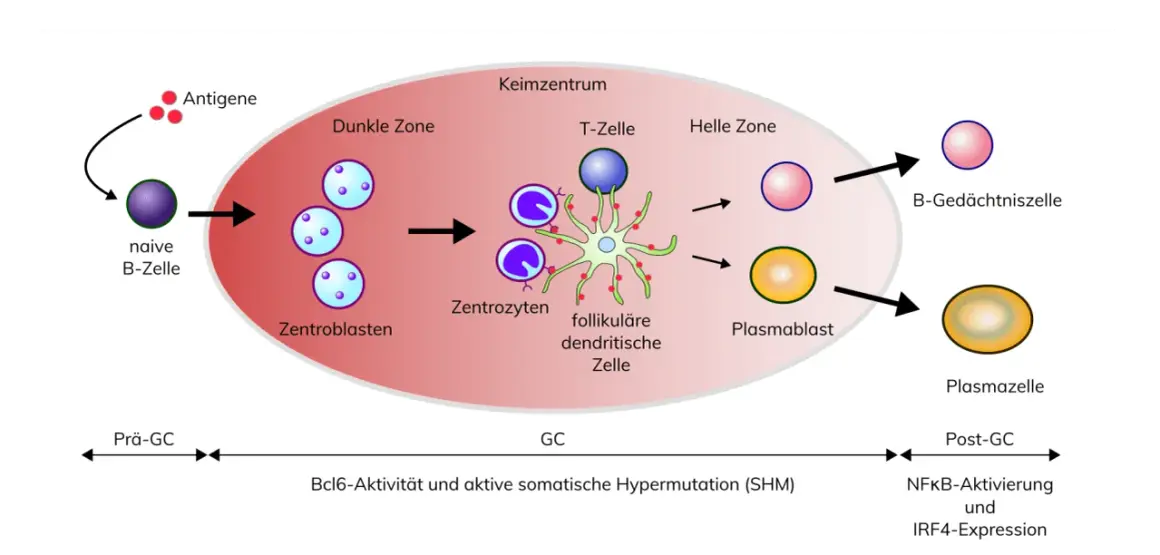 Schema der B-Zell-Entwicklung im Keimzentrum, von naiven B-Zellen über Zentroblasten und Zentrozyten zu Plasmazellen und B-Gedächtniszellen. Dies ist relevant für das Verständnis von B-Zell-Lymphomen.