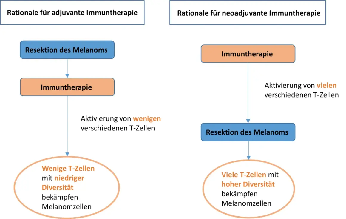 Schema vergleicht adjuvante und neoadjuvante Immuntherapie bei Melanomen. Adjuvant: Resektion, dann Immuntherapie, aktiviert wenige T-Zellen.