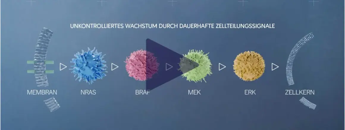Zellteilungssignale treiben unkontrolliertes Wachstum bei Hautkrebs an. Immuntherapie kann hier ansetzen.