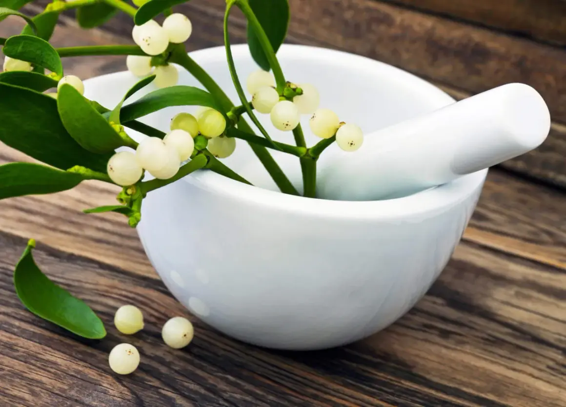 Mistelzweig mit weißen Beeren in Mörser. Informationen zu Misteltherapie Kosten.