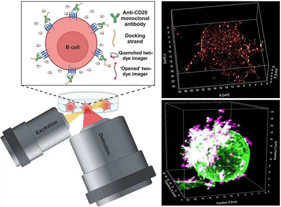 Immuntherapie: B-Zelle mit Anti-CD20-Antikörpern markiert, zeigt die Anwendung bei Krebsarten. 3D-Mikroskopie visualisiert die Zellreaktion.