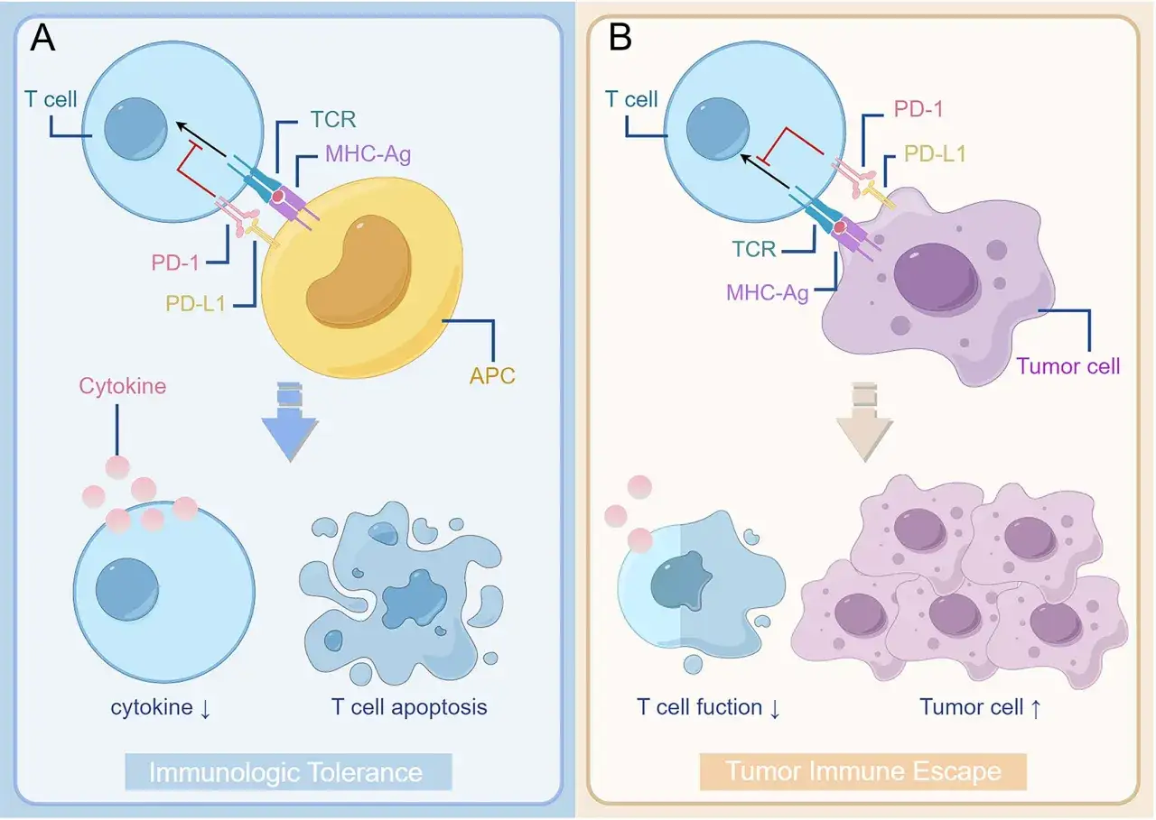 Schema zeigt, wie Pembrolizumab Erfolge bei der Krebsbekämpfung ermöglicht, indem es die T-Zell-Funktion wiederherstellt und Tumor-Immun-Escape verhindert.
