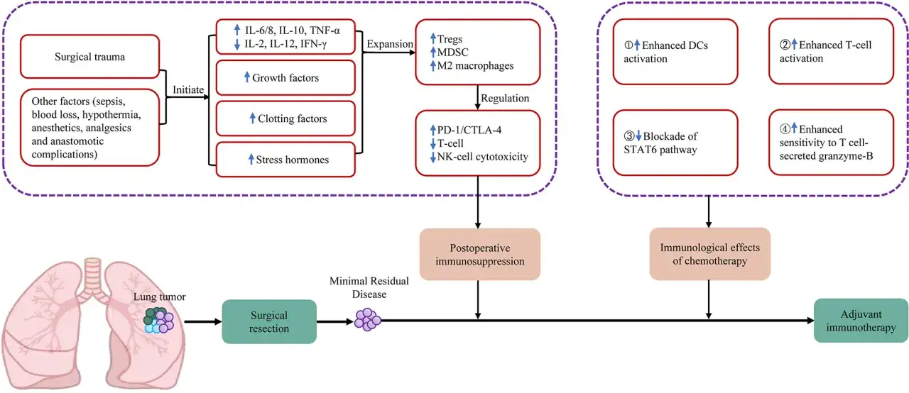 Schema zeigt, wie chirurgische Traumata und andere Faktoren postoperative Immunsuppression verursachen, die durch adjuvante Immuntherapie behandelt werden kann.