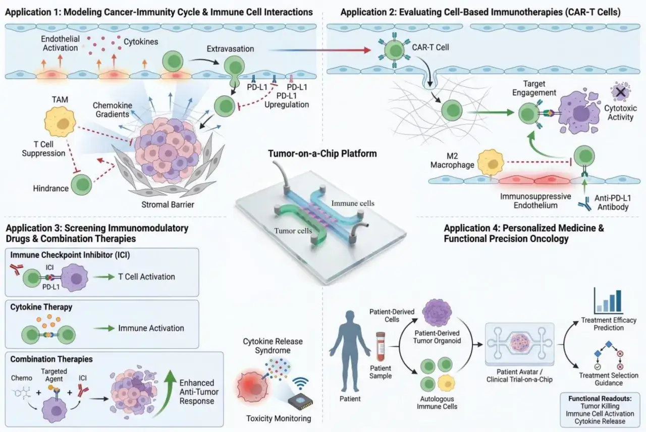 Schema zur Immuntherapie bei Hautkrebs: Modellierung, CAR-T-Zellen, Medikamentenscreening und personalisierte Medizin.