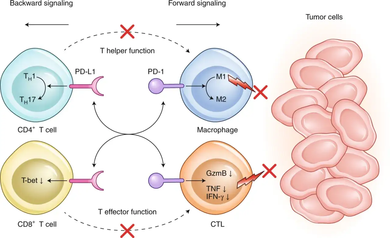 PD-L1 Immuntherapie: PD-1 auf Makrophagen und CTLs wird durch PD-L1 auf T-Zellen gehemmt, was die Immunantwort gegen Tumorzellen unterdrückt.