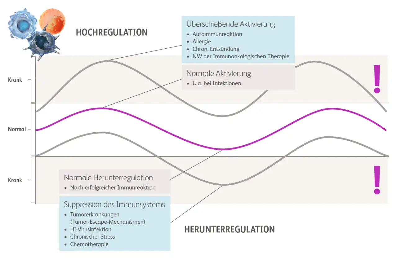 Grafik zeigt Immunregulation: Hochregulation (z.B. Allergie) und Herunterregulation (z.B. Chemotherapie), wichtig für Erhaltungstherapie nach Chemo.